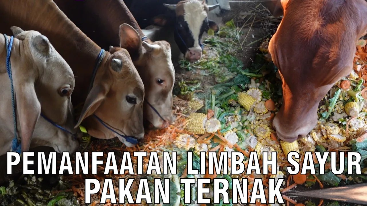 
                                 Pemanfaatan-Limbah-Sayur-Pakan-Ternak